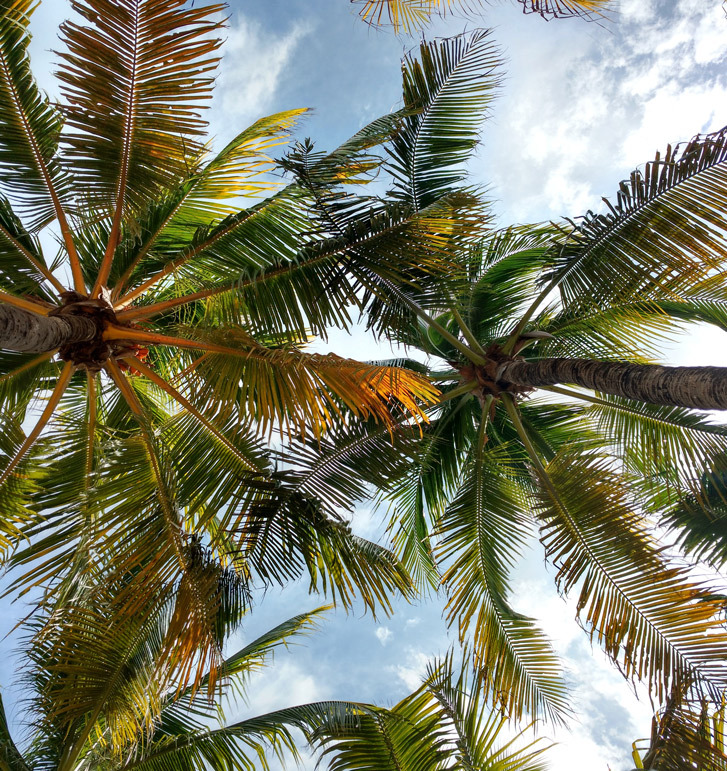 Palm Villas at Corasol
